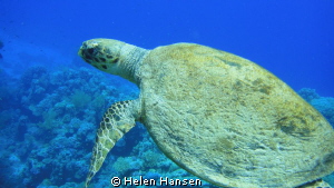 turtle amazing just swimming along side him by Helen Hansen 